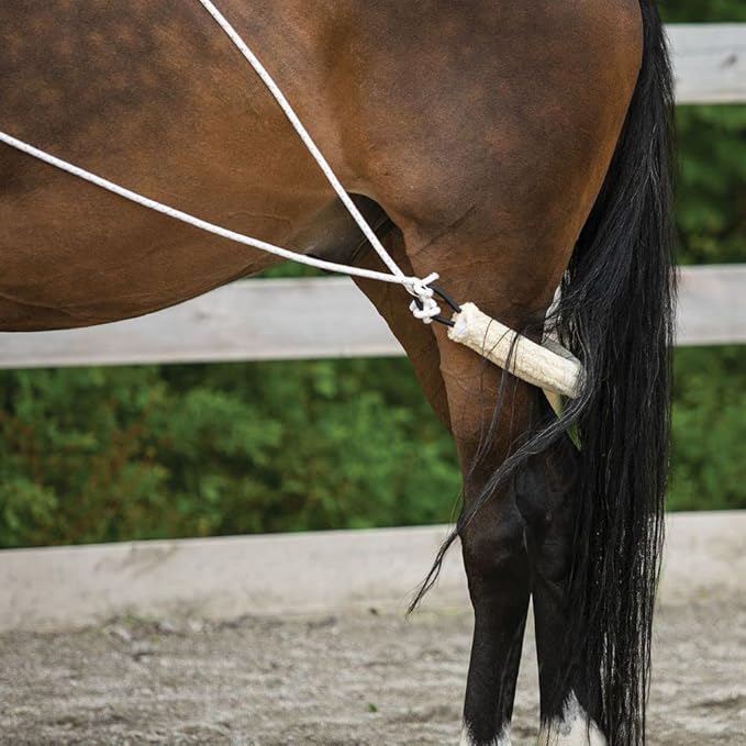 Advanced European Training System | Advanced Training Tool | Enhances Horse Carriage and Headset | Encourages Forward Movement | Strengthens Key Muscles | Not for Beginners-PawvioPets