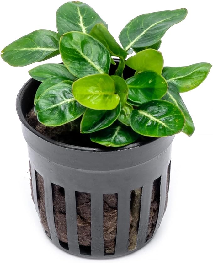 Anubias Live Aquarium Plants - Potted Freshwater Plant for Fish Tanks, Terrariums - Beginner Friendly Low Light (Giant Stardust, 1 Pot)-PawvioPets