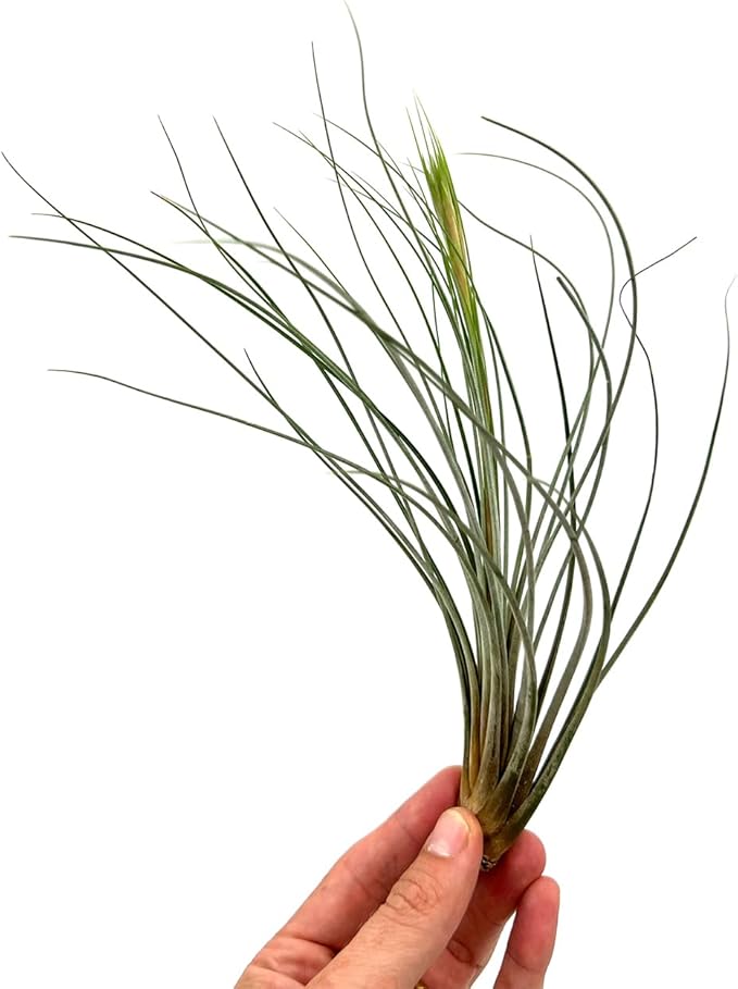 Air Plants - Tillandsia Juncea, Jumbo 8-12" - 1ct - Live Arrival Guaranteed - House Plants for Home Decor & Gift-PawvioPets