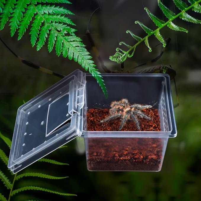 10 Pack Small Size Spider Terrariums Breeding Box Hatching Container Insect Scorpion Centipede Acrylic Breeding Box (with 10 Pcs Micro Water Bowl-PawvioPets