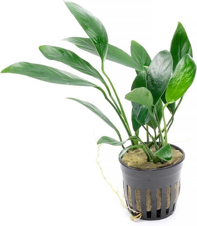 Anubias Live Aquarium Plants - Potted Freshwater Plant for Fish Tanks, Terrariums - Beginner Friendly Low Light (Congensis, 1 Pot)-PawvioPets