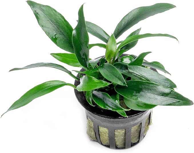 Anubias Live Aquarium Plants - Potted Freshwater Plant for Fish Tanks, Terrariums - Beginner Friendly Low Light (Chili Jalapeno, 1 Pot)-PawvioPets