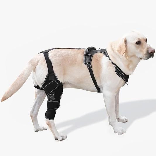 Dog Knee Brace with Adjustable Support – ACL & CCL Tear Recovery, Post-Surgery Stabilization, Mobility Aid for Rear Legs – Includes Secure Chest Harness for Dogs(Right,M)-PawvioPets