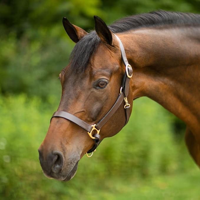 Dura-Tech Premier Lancaster Leather Halter for Horses | Simple Economy Leather Halter with Adjustable Fit & Solid Brass Hardware-PawvioPets