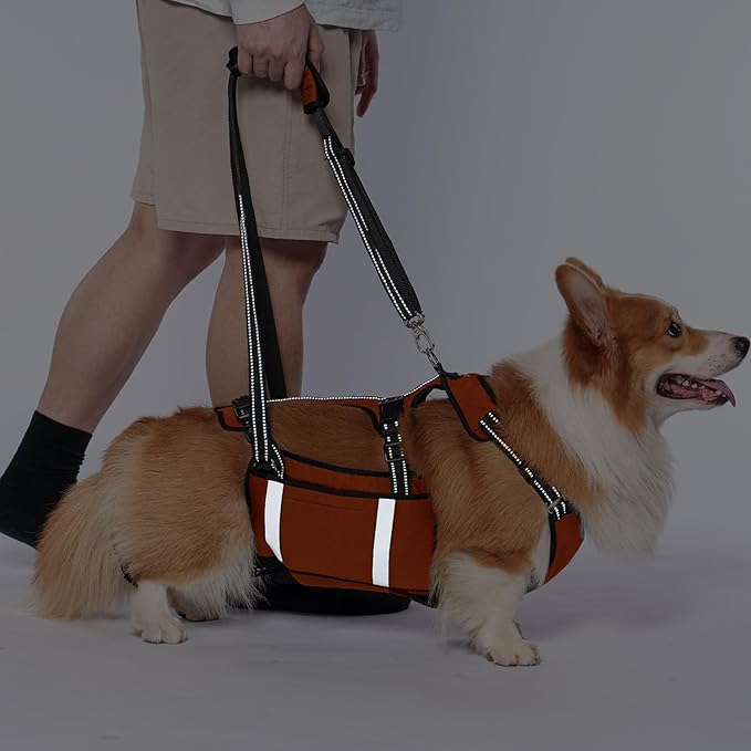 COODEO Mobility Dog Lift Harness, Emergency Carry Sling, Pet Rear Leg Support Rehabilitation Lifts Vest, Dog Carrier for Senior Dogs Joint Injuries, Arthritis (Orange, XL)-PawvioPets