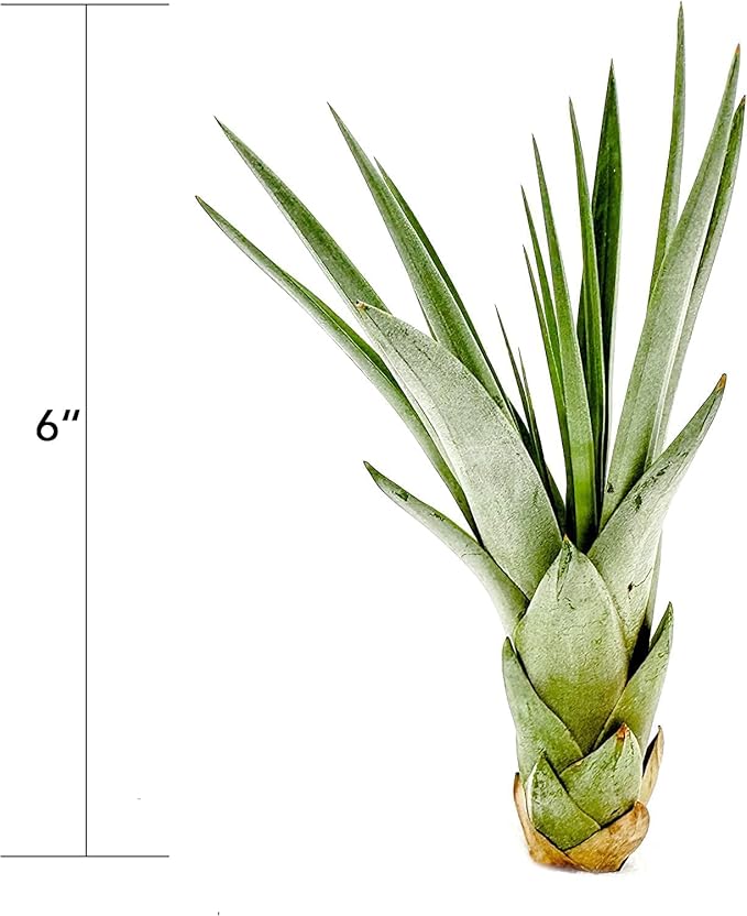Air Plants - Tillandsia Fasciculata Tricolor, Large 4-6" - 1ct - Live Arrival Guaranteed - House Plants for Home Decor & Gift-PawvioPets