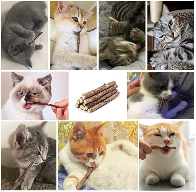 20 PCS Cat Catnip Sticks Natural Matatabi Silvervine Sticks - Cleaning Teeth Molar Tools Kitten Chew Toy Natural Catnip Cats Toy-PawvioPets
