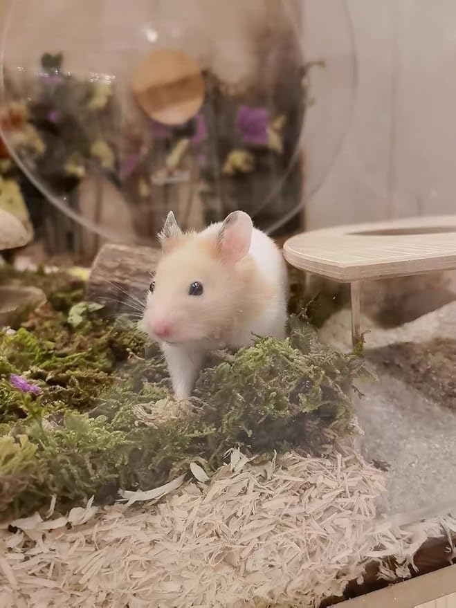 5L Forest Moss for Hamster Syrian Gerbils Bedding, Natural Moss Perfect for Potted Plants, Terrariums, Reptile Tanks and Live Creature Projects-PawvioPets