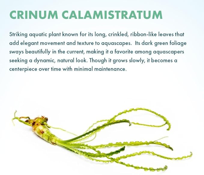 Crinum Calamistratum Live Aquarium Plant – African Onion Plant, Slow-Growing Freshwater Aquatic w/Curly Green Leaves for Planted Tanks, Background or Midground Tank Placement - Bulb-PawvioPets