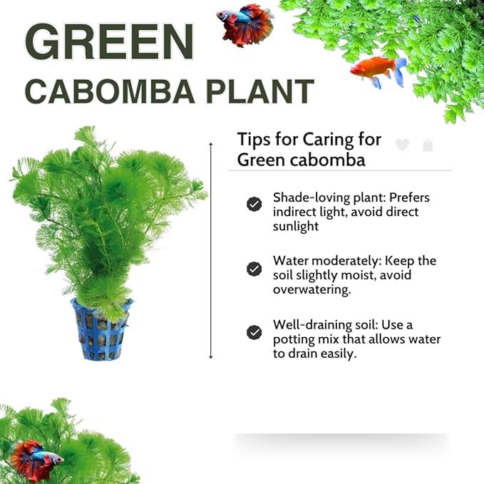 21 Stems Cabomba Live Plants Aquarium, Green Cabomba Live Aquarium Plants, Cabomba Plants Live, 4 to 6 Inches Tall-PawvioPets