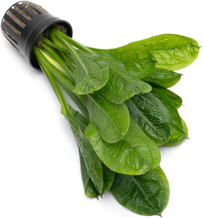 Echinodorus Parviflorus Rosette Sword Live Plant for Freshwater Aquariums, Natural Fish Tank Decorations, and Aquatic Decor (1 Pot (2-3 Plants))-PawvioPets