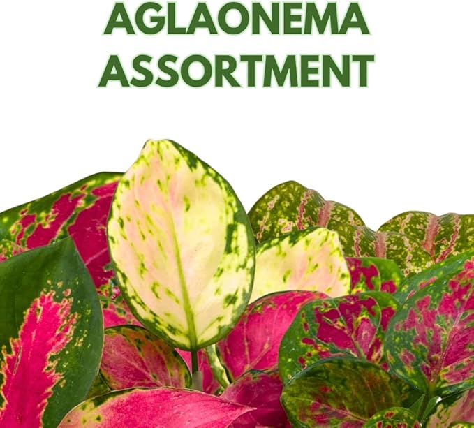 BubbleBlooms Aglaonema Assortment 2 inch Set of 4-PawvioPets