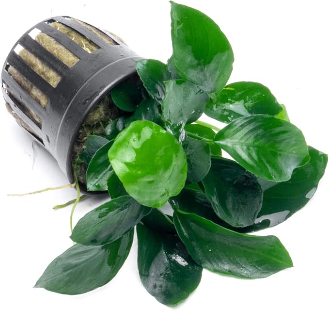 Anubias Live Aquarium Plants - Potted Freshwater Plant for Fish Tanks, Terrariums - Beginner Friendly Low Light (Barteri Broad Leaf, 1 Pot)-PawvioPets