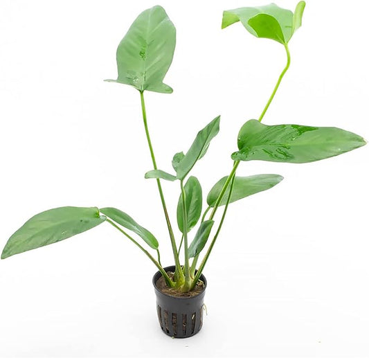 Anubias Live Aquarium Plants - Potted Freshwater Plant for Fish Tanks, Terrariums - Beginner Friendly Low Light (Hastifolia, 1 Pot)-PawvioPets