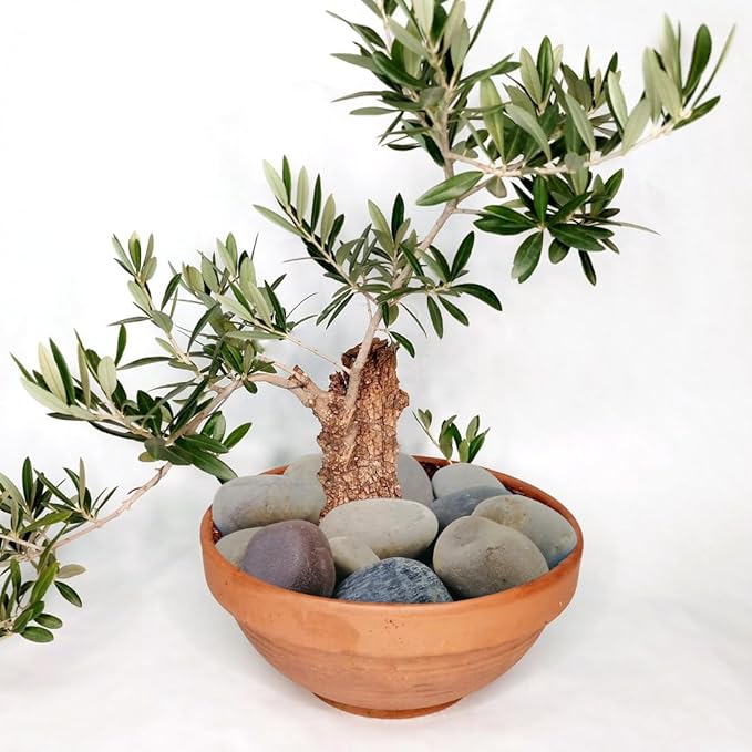 20lbs Natural River Rocks, 3"-4" Premium Pebbles for Garden and Landscape Design, Hand-Picked Smooth Stones for Fish Tank, Flower Pots, Indoor Water Fountains, Pathways, Backyard-PawvioPets