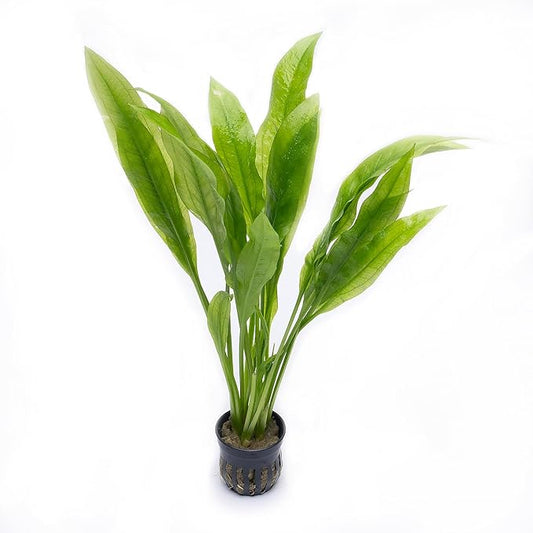 Amazon Sword Echinodorus Bleheri Live Plant for Freshwater Aquariums, Natural Fish Tank Decorations, and Aquatic Decor (5 Pots (10-15 Plants))-PawvioPets