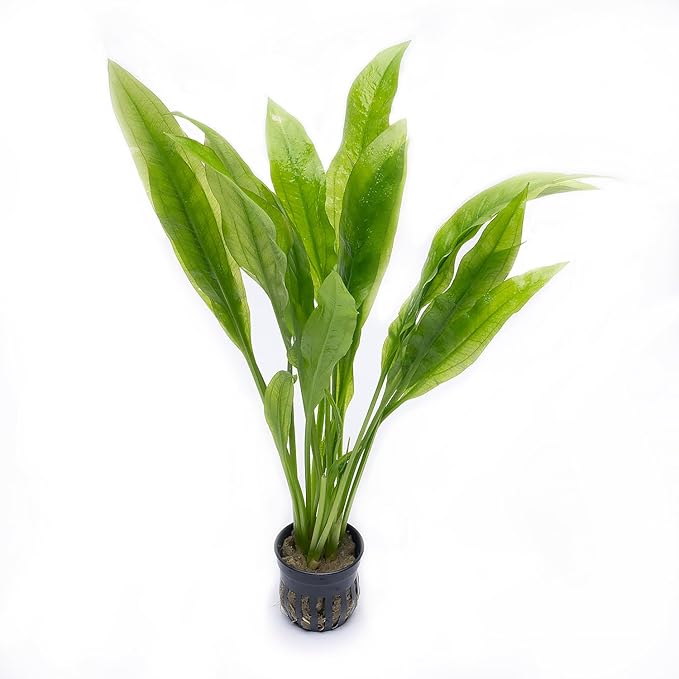 Amazon Sword Echinodorus Bleheri Live Plant for Freshwater Aquariums, Natural Fish Tank Decorations, and Aquatic Decor (1 Pot (2-3 Plants))-PawvioPets