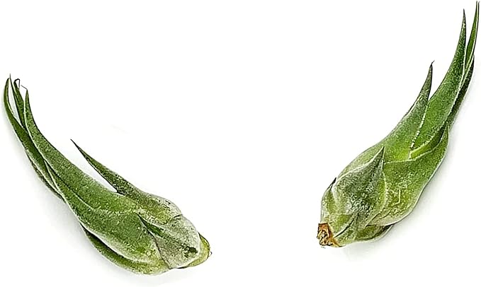 Air Plants - Tillandsia Seleriana, Large 4-6" - 2ct - Live Arrival Guaranteed - House Plants for Home Decor & Gift-PawvioPets