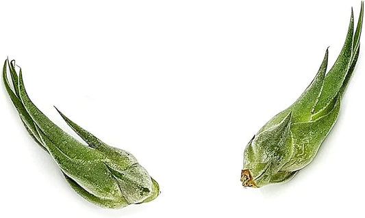 Air Plants - Tillandsia Seleriana, Large 4-6" - 2ct - Live Arrival Guaranteed - House Plants for Home Decor & Gift-PawvioPets