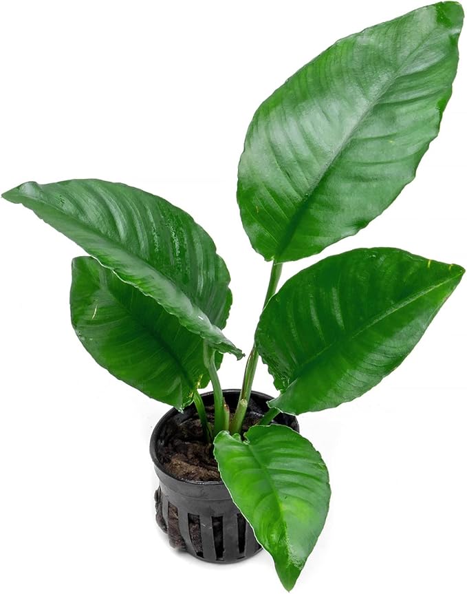 Anubias Live Aquarium Plants - Potted Freshwater Plant for Fish Tanks, Terrariums - Beginner Friendly Low Light (Heterophylla, 1 Pot)-PawvioPets