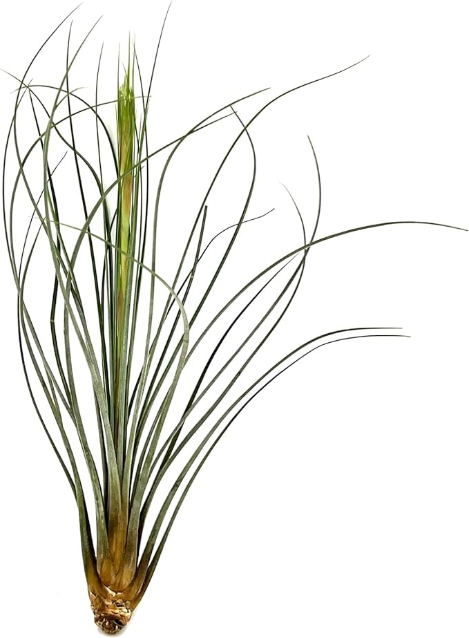 Air Plants - Tillandsia Juncea, Jumbo 8-12" - 1ct - Live Arrival Guaranteed - House Plants for Home Decor & Gift-PawvioPets
