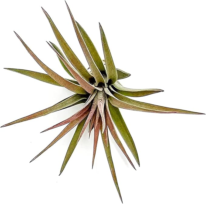 Air Plants - Tillandsia Brachycaulos Abdita, Large 4-6" - 2 ct - Live Arrival Guaranteed - House Plants for Home Decor & Gift-PawvioPets