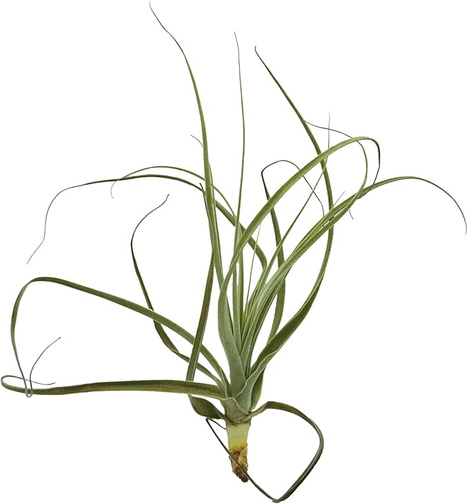 Air Plants - Tillandsia Straminea Jumbo 6-9" - 2ct - Live Arrival Guaranteed - House Plants for Home Decor & Gift-PawvioPets