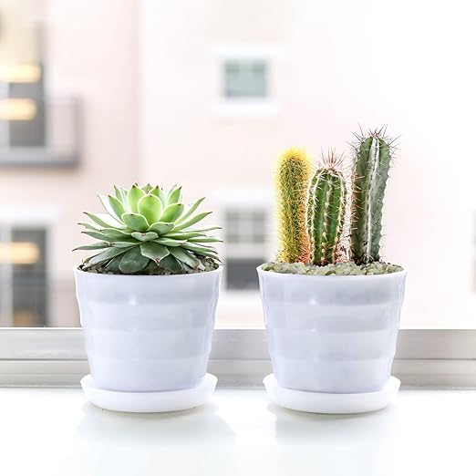 2.5LB Succulent and Cactus Pebbles, 1/5 Inch Jade Pebbles for Indoor Plants, Decorative Gravel for Vases, Bamboo, Succulent, Terrarium, Crafts, Cactus-PawvioPets