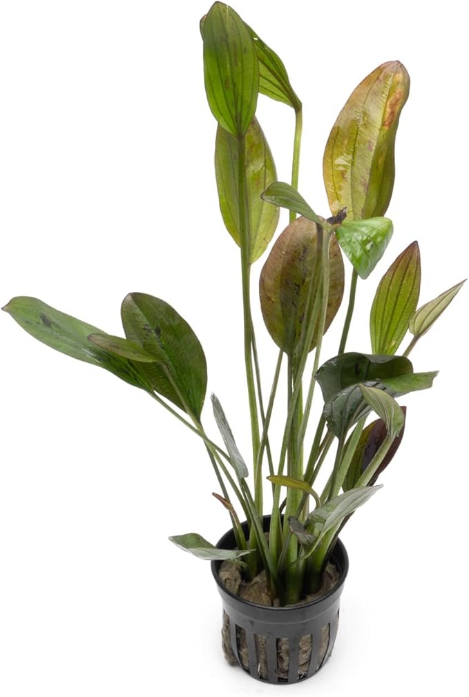 Echinodorus Ozelot Green Sword Live Plant for Freshwater Aquariums, Natural Fish Tank Decorations, and Aquatic Decor (1 Pot (2-3 Plants))-PawvioPets