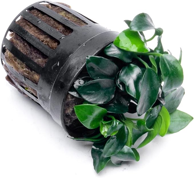 Anubias Live Aquarium Plants - Potted Freshwater Plant for Fish Tanks, Terrariums - Beginner Friendly Low Light (Nana Petite, 5 Pots)-PawvioPets