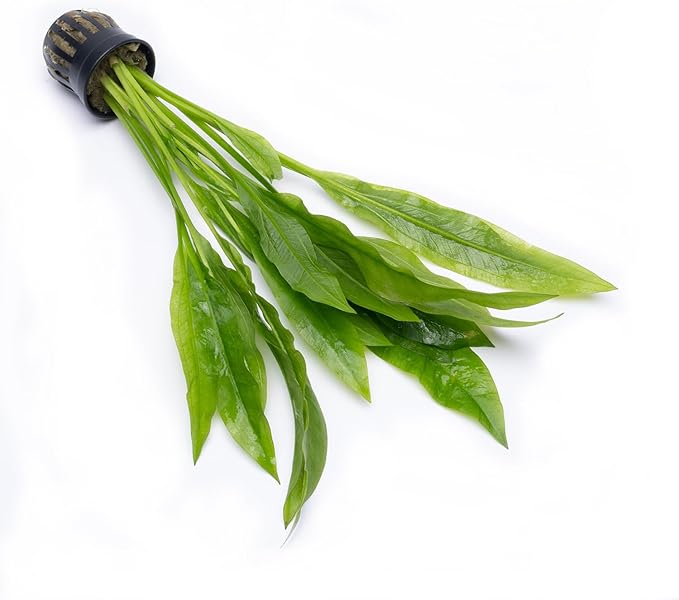 Amazon Sword Echinodorus Bleheri Live Plant for Freshwater Aquariums, Natural Fish Tank Decorations, and Aquatic Decor (3 Pots (6-9 Plants))-PawvioPets