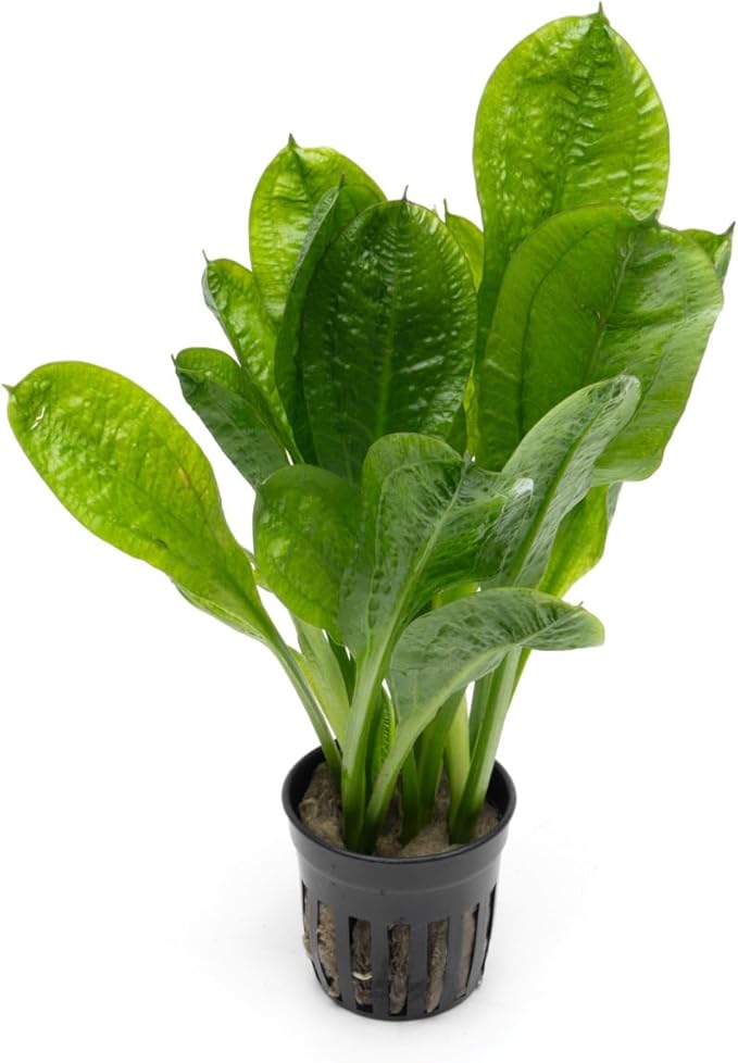 Echinodorus Parviflorus Rosette Sword Live Plant for Freshwater Aquariums, Natural Fish Tank Decorations, and Aquatic Decor (1 Pot (2-3 Plants))-PawvioPets