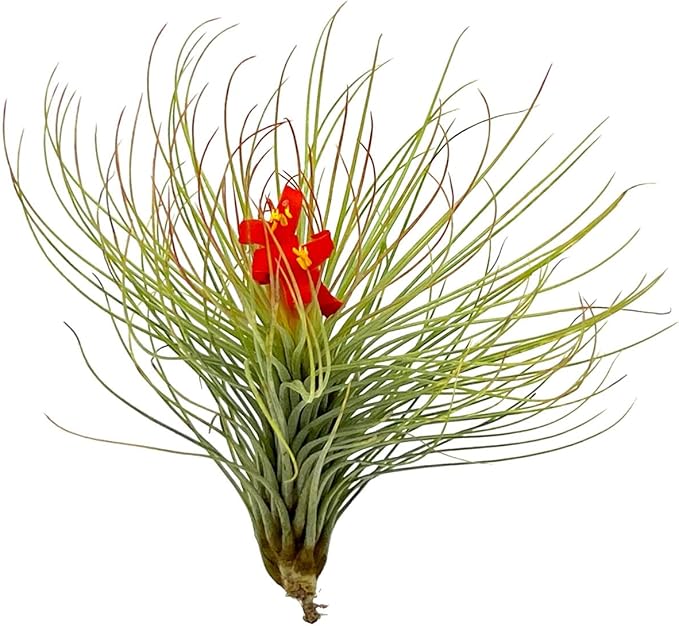 Air Plants - Tillandsia Andreana, Large 4-6" - 5ct - Live Arrival Gauranteed - House Plants for Home Decor & Gift-PawvioPets