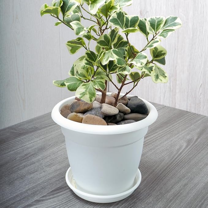 5lbs Aquarium Rocks, 5/8" Natural Mixed Pebbles for Plants Decorative Polished River Rocks for Fish Tank, Landscaping, Gardening, Flower Pots, Vase Fillers, Indoor Water Fountains-PawvioPets