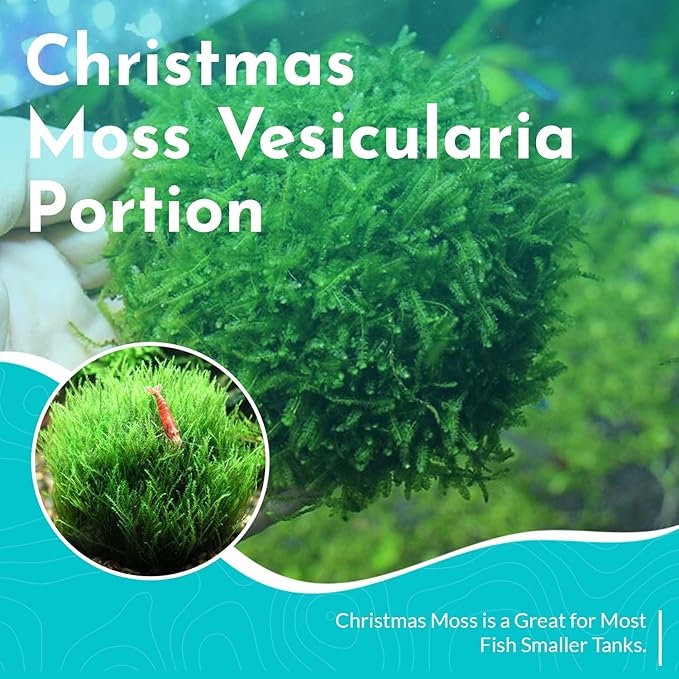 Aquarium Christmas Moss Vesicularia Portion Plant - All Natural & Organic Aquatic Plants - Absorbs Excess Nutrients - Long Lasting & Easy to Care Plants - Suitable for Summer & Winter-PawvioPets