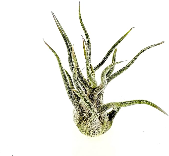 Air Plants - Tillandsia Pruinosa, Large 3-5" - 2ct - Live Arrival Guaranteed - House Plants for Home Decor & Gift-PawvioPets