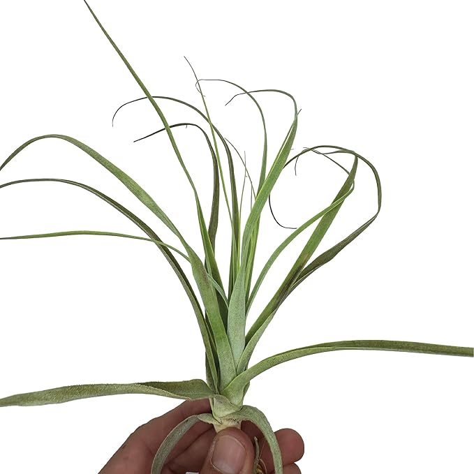 Air Plants - Tillandsia Straminea Jumbo 6-9" - 3ct - Live Arrival Guaranteed - House Plants for Home Decor & Gift-PawvioPets