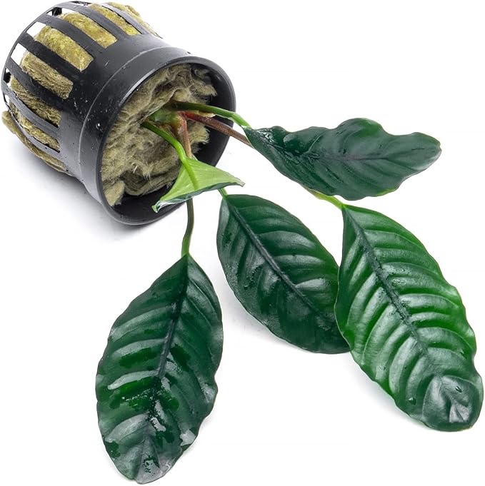 Anubias Live Aquarium Plants - Potted Freshwater Plant for Fish Tanks, Terrariums - Beginner Friendly Low Light (Barteri Coffeefolia, 1 Pot)-PawvioPets