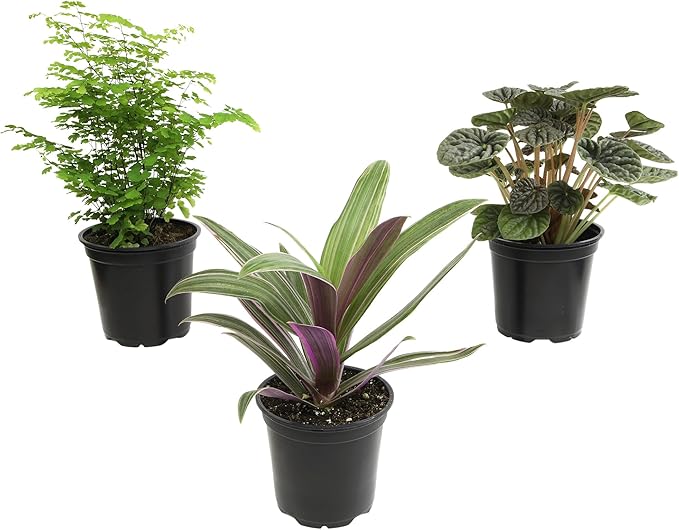 Essential Houseplant Collection (3PK) Live Plants Indoor Plants Live Houseplants in Plant Pots, Easy House Plants Indoors Live, Snake Plant, Pothos in Potting Soil, Clean Air Plants by Plants for Pets-PawvioPets