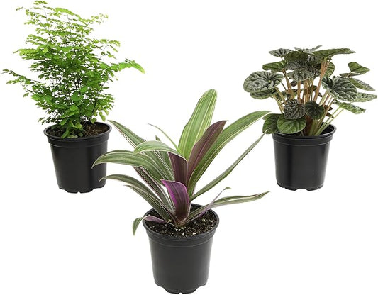 Essential Houseplant Collection (3PK) Live Plants Indoor Plants Live Houseplants in Plant Pots, Easy House Plants Indoors Live, Snake Plant, Pothos in Potting Soil, Clean Air Plants by Plants for Pets-PawvioPets