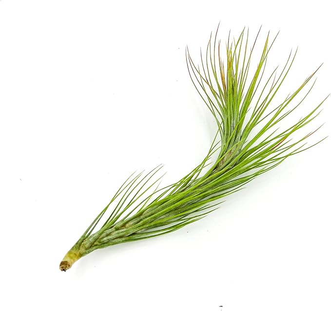Air Plants - Tillandsia Funckiana Hybrid, Large 5-7" - 1ct - Live Arrival Guaranteed - House Plants for Home Decor & Gift-PawvioPets
