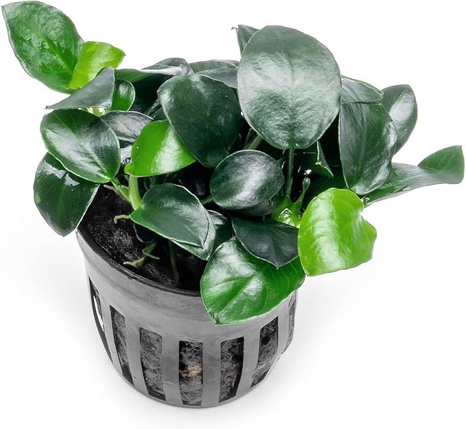 Anubias Live Aquarium Plants - Potted Freshwater Plant for Fish Tanks, Terrariums - Beginner Friendly Low Light (Barteri Petite Round, 1 Pot)-PawvioPets