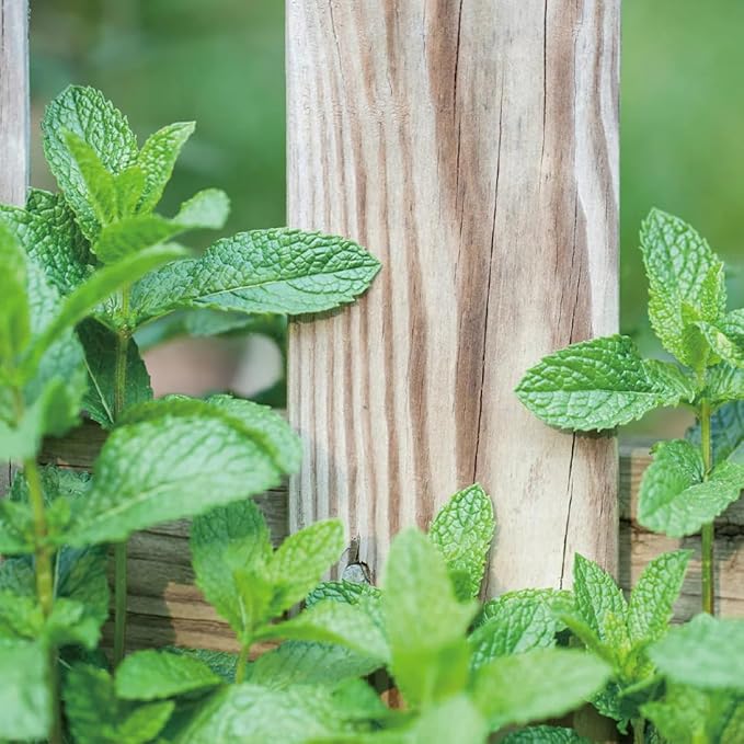 Aromatics International Peppermint Hydrosol 100ml | Cooling Aromatic Spray for Home-PawvioPets