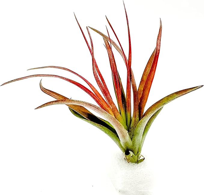 Air Plants - Tillandsia Brachycaulos Abdita, Large 4-6" - 3 ct - Live Arrival Guaranteed - House Plants for Home Decor & Gift-PawvioPets