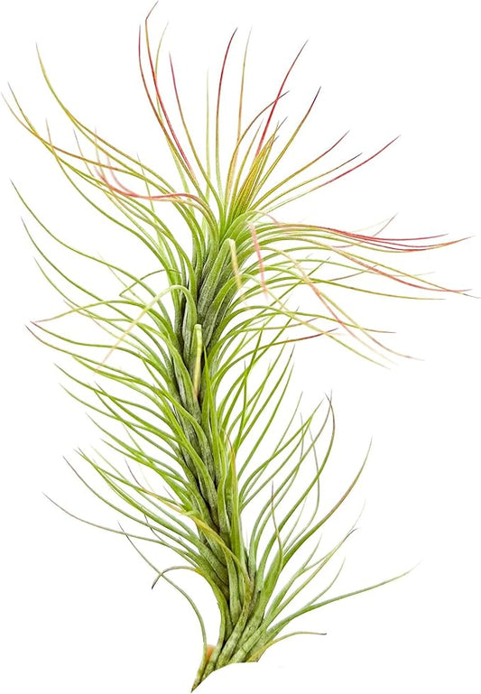 Air Plants - Tillandsia Funckiana, Large 5" - 1ct - Live Arrival Guaranteed - House Plants for Home Decor & Gift-PawvioPets
