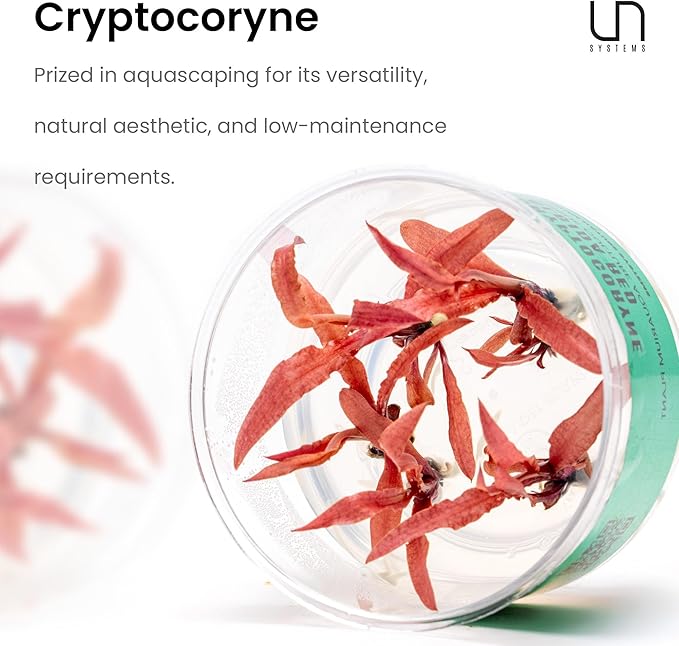 Cryptocoryne Lutea in Vitro Tissue Culture Cup-PawvioPets