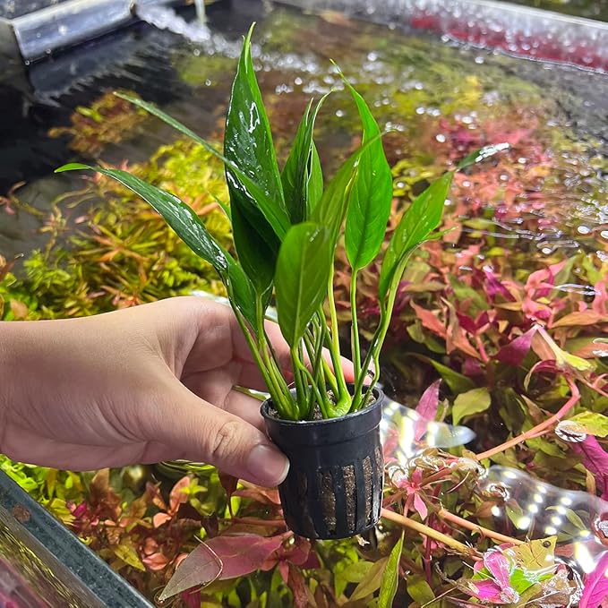 Anubias Live Aquarium Plants - Potted Freshwater Plant for Fish Tanks, Terrariums - Beginner Friendly Low Light (Lanceolata, 1 Pot)-PawvioPets