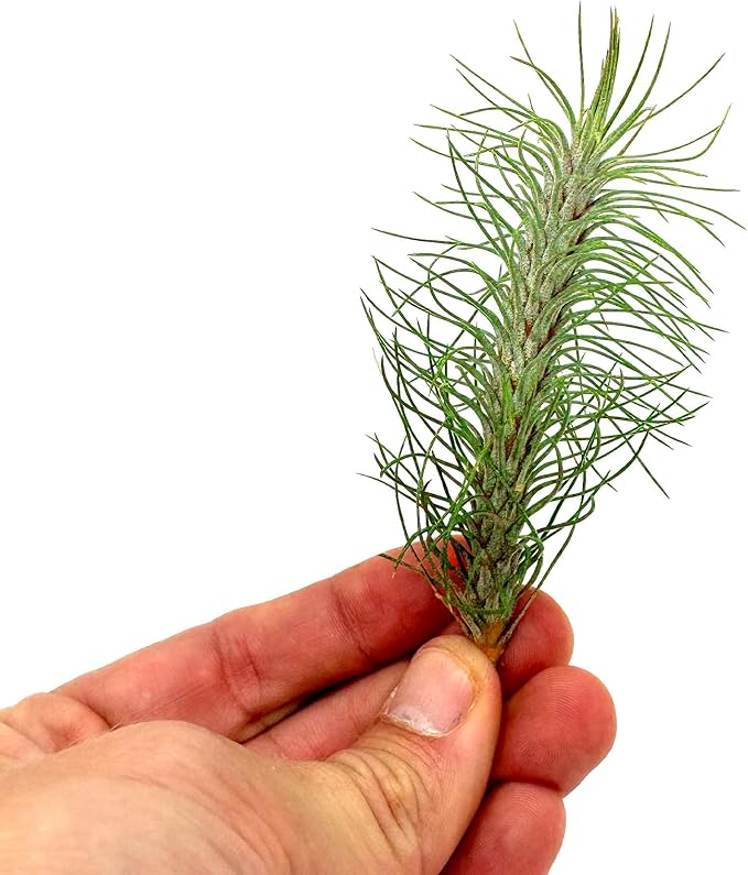 Air Plants - Colombian Tillandsia Funckiana, Large 5" - 5ct - Live Arrival Guaranteed - House Plants for Home Decor & Gift-PawvioPets