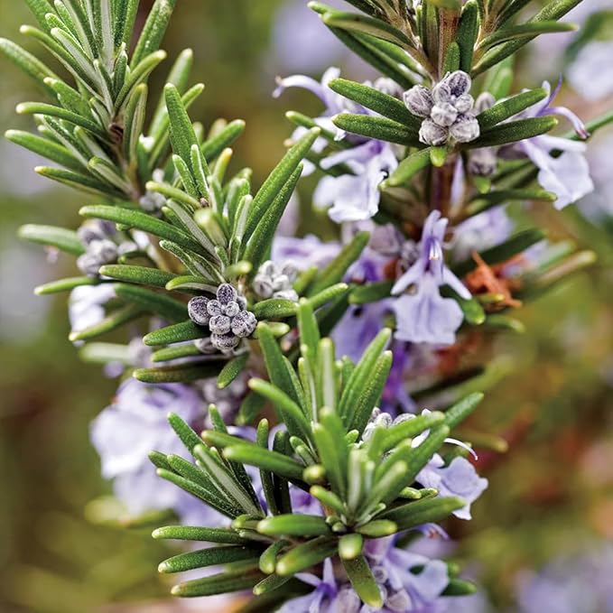 Aromatics International Rosemary Hydrosol 100ml | Herbal Aromatic Mist for Home Spaces-PawvioPets