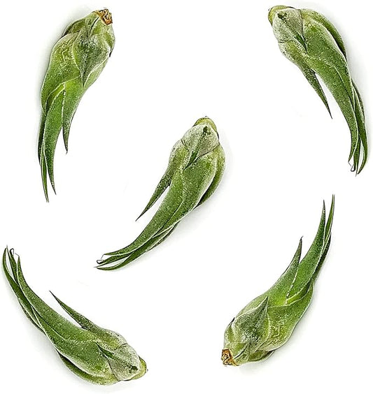 Air Plants - Tillandsia Seleriana, Large 4-6" - 5ct - Live Arrival Guaranteed - House Plants for Home Decor & Gift-PawvioPets